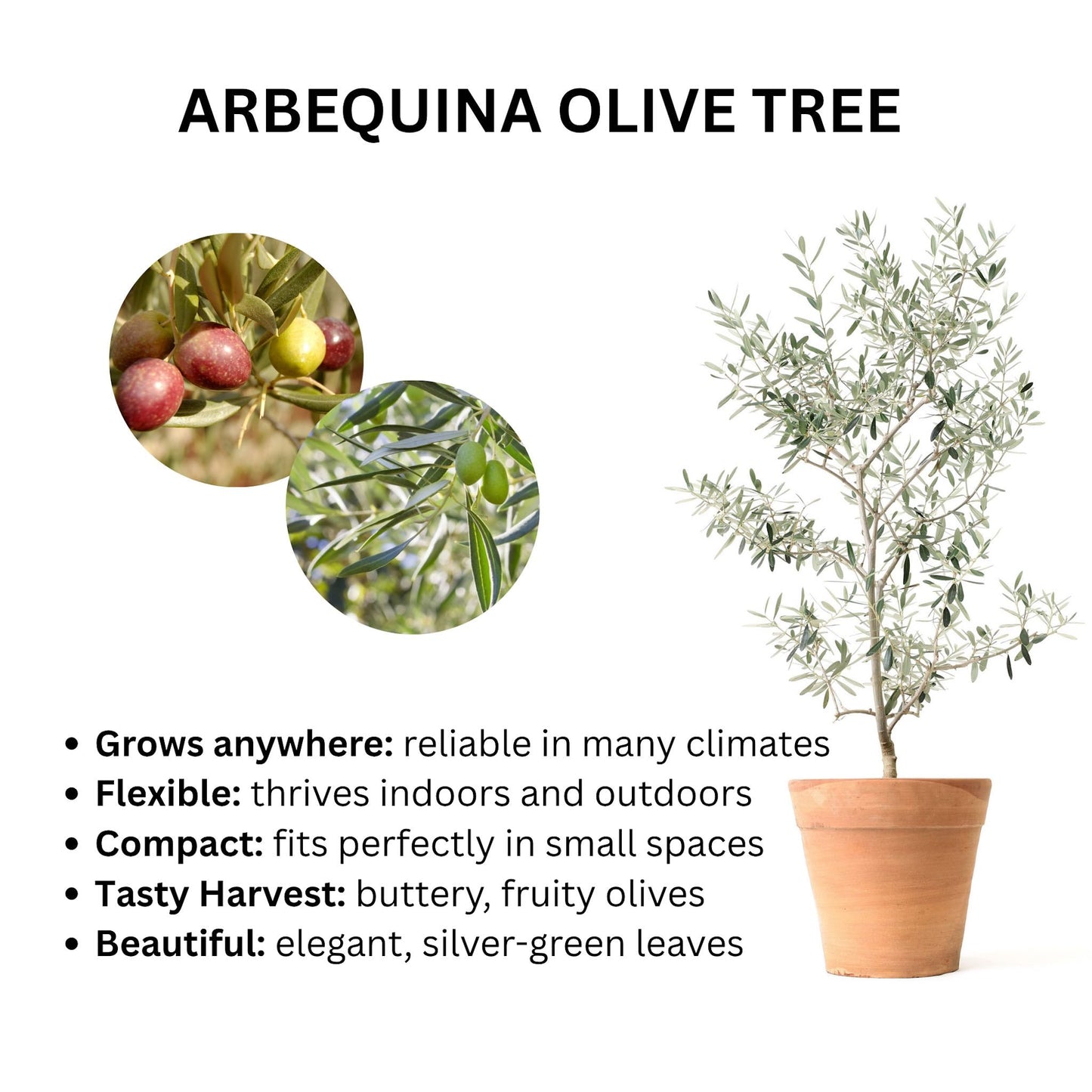 Arbequina Olive Tree plant in a terracotta pot with silver-green leaves by Live Good Logistics on Tampa Home & Garden Store