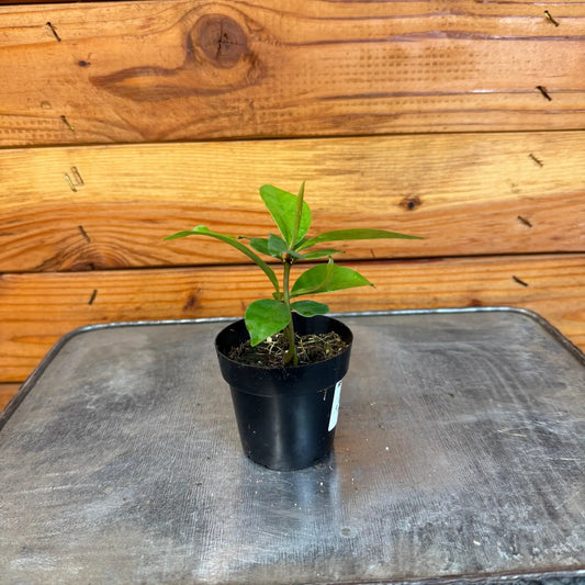 Ardisia Humilis houseplant in a 2-in black pot with glossy green leaves on Tampa Home & Garden Store