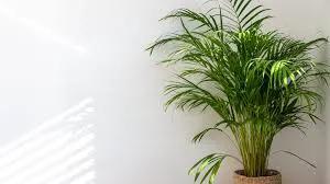 Areca Palm indoor potted plant with lush green fronds in a woven basket on Tampa Home & Garden Store