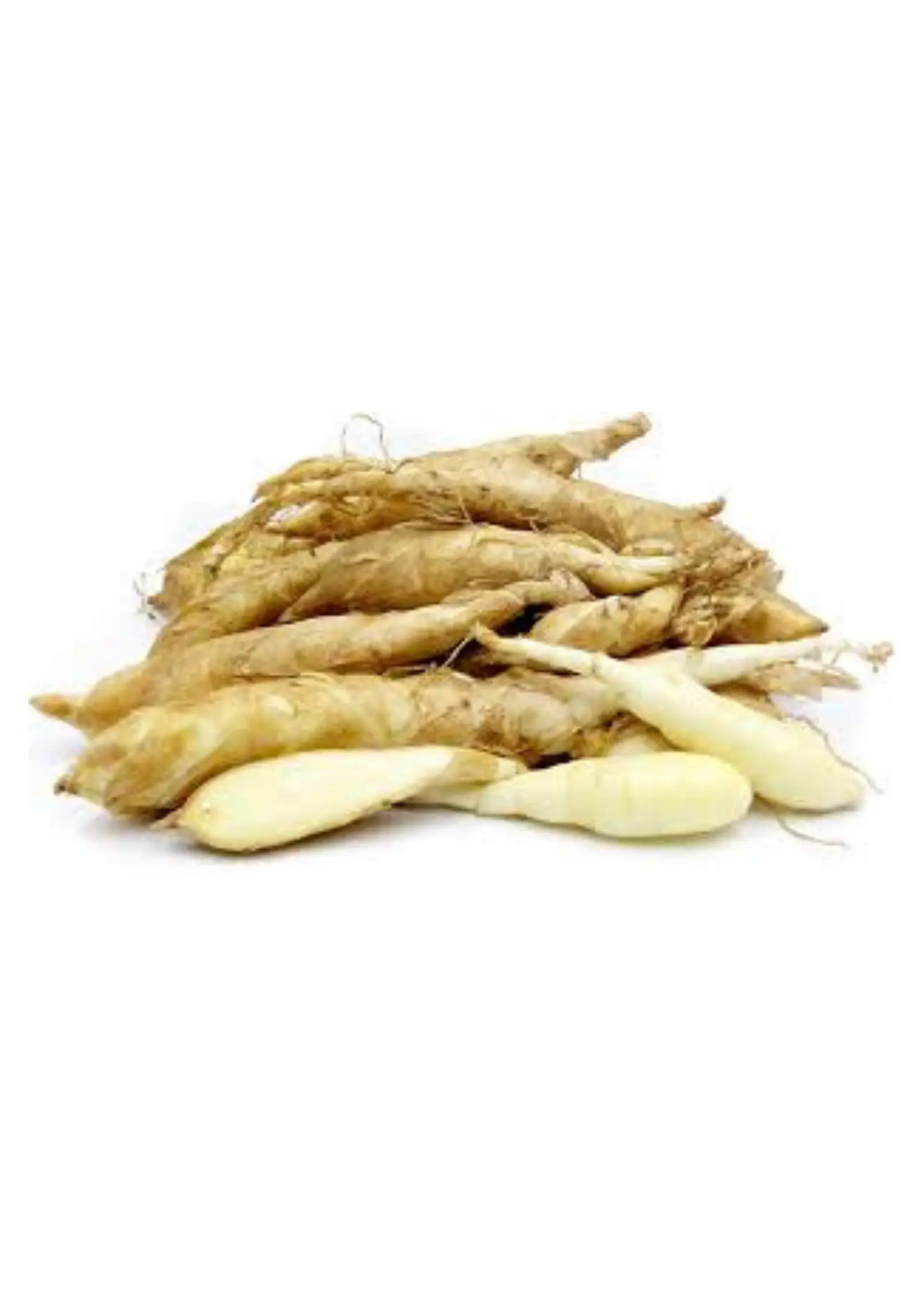 Arrowroot rhizomes Maranta arundinacea by Sow Exotic, tan tubers, garden herb on Tampa Home & Garden Store