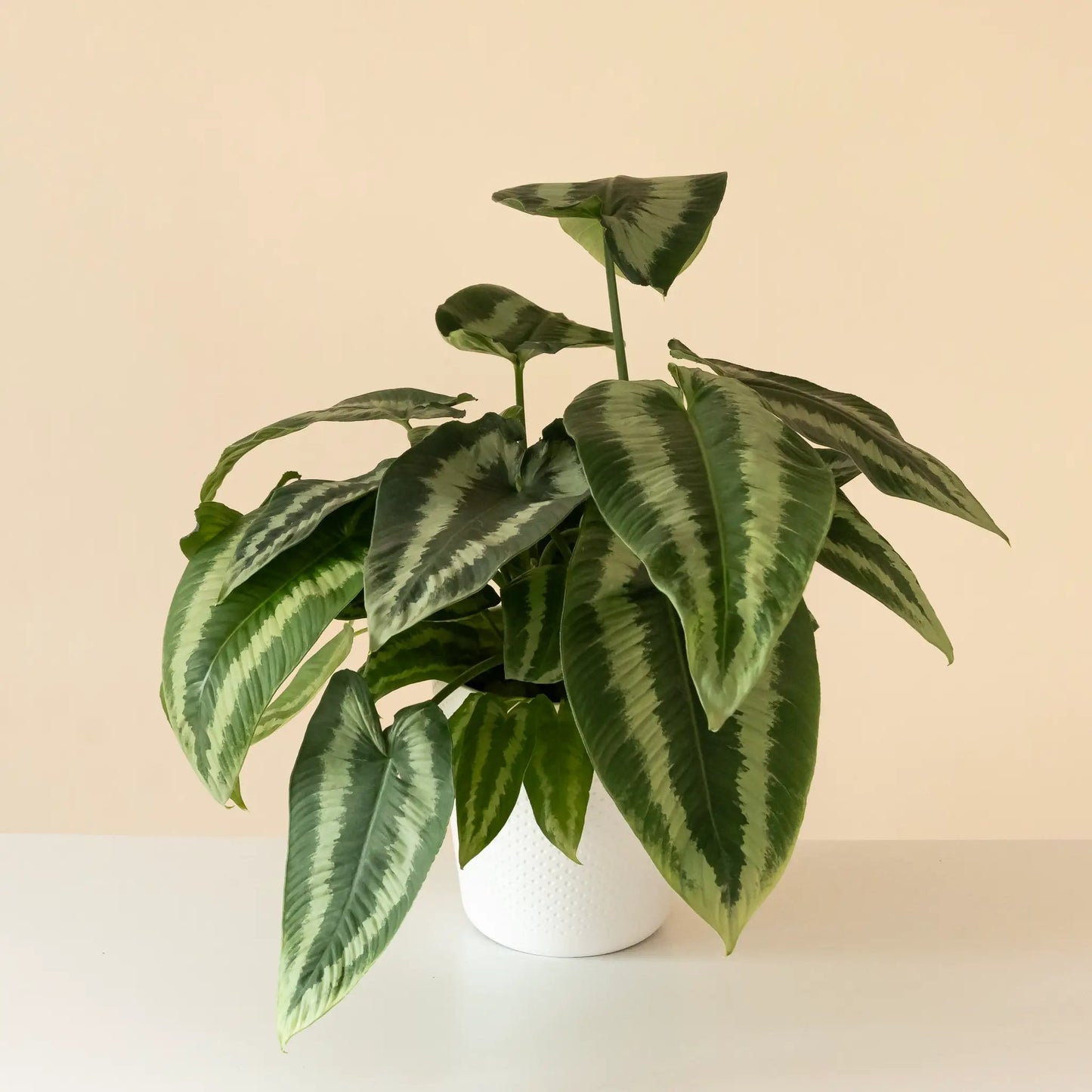 Art Deco Gothic tropical plant variegated silver-vein leaves, potted houseplant by leafjoy on Tampa Home & Garden Store