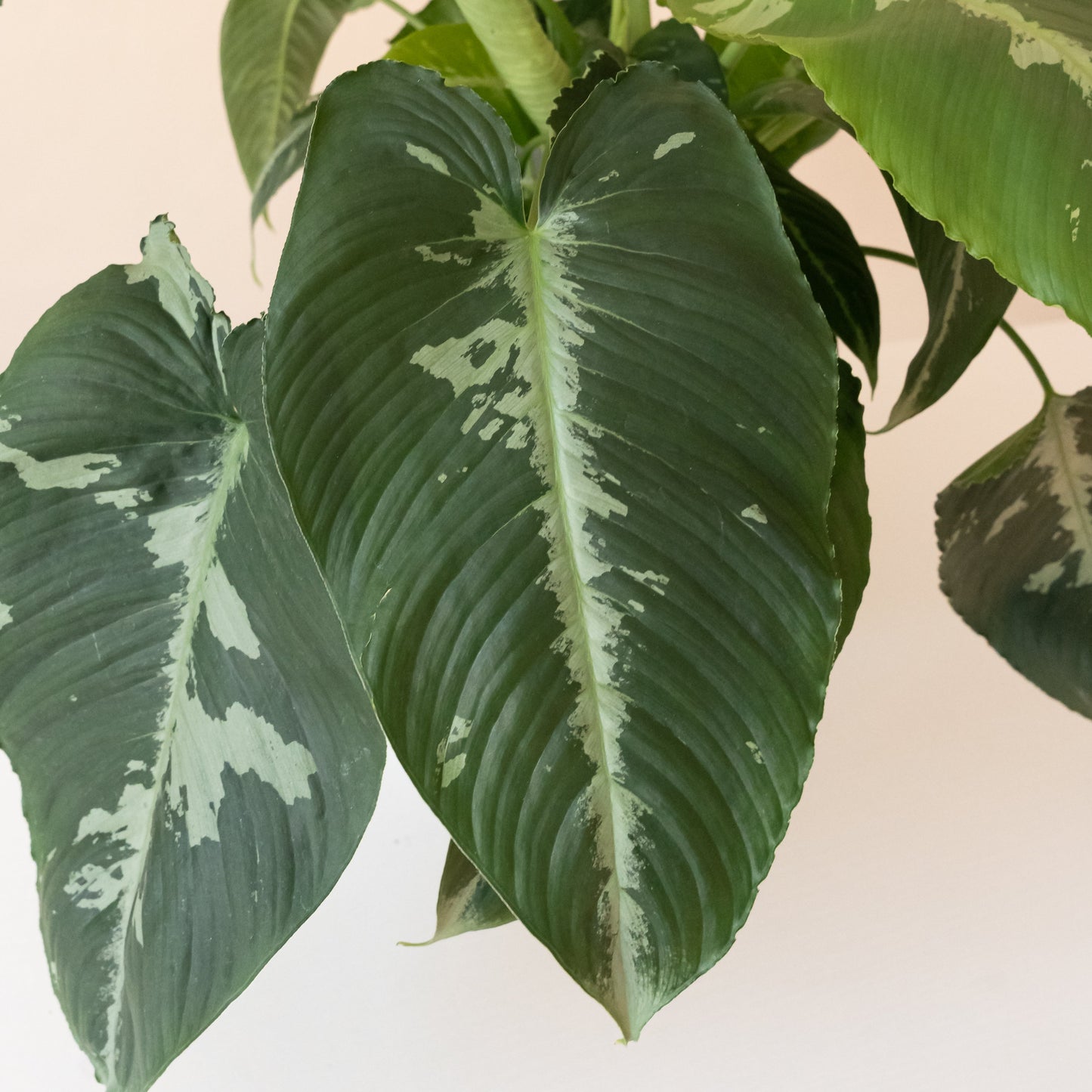 Art Deco™ Rivera™ - Tampa Home & Garden Store