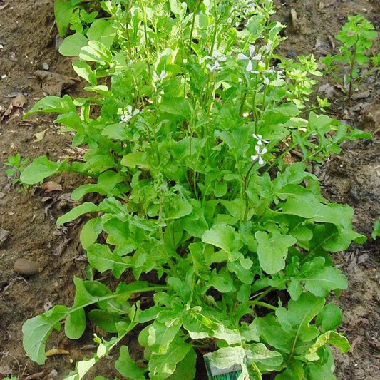 Organic Arugula Greens Seeds plant cluster with green leaves and small white blossoms on Tampa Home & Garden Store