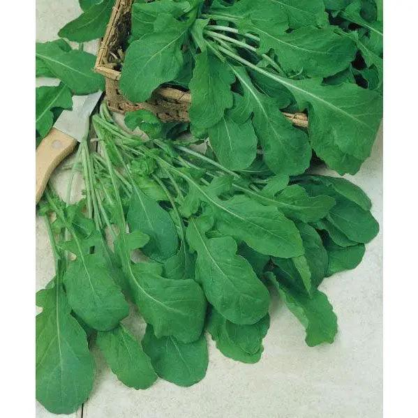 Organic Arugula Greens Seeds bundle from Grow Organic, green leafy arugula for salads on Tampa Home & Garden Store