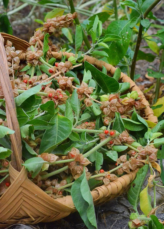 Ashwagandha plant with green leaves and red berries in a woven basket on Tampa Home & Garden Store