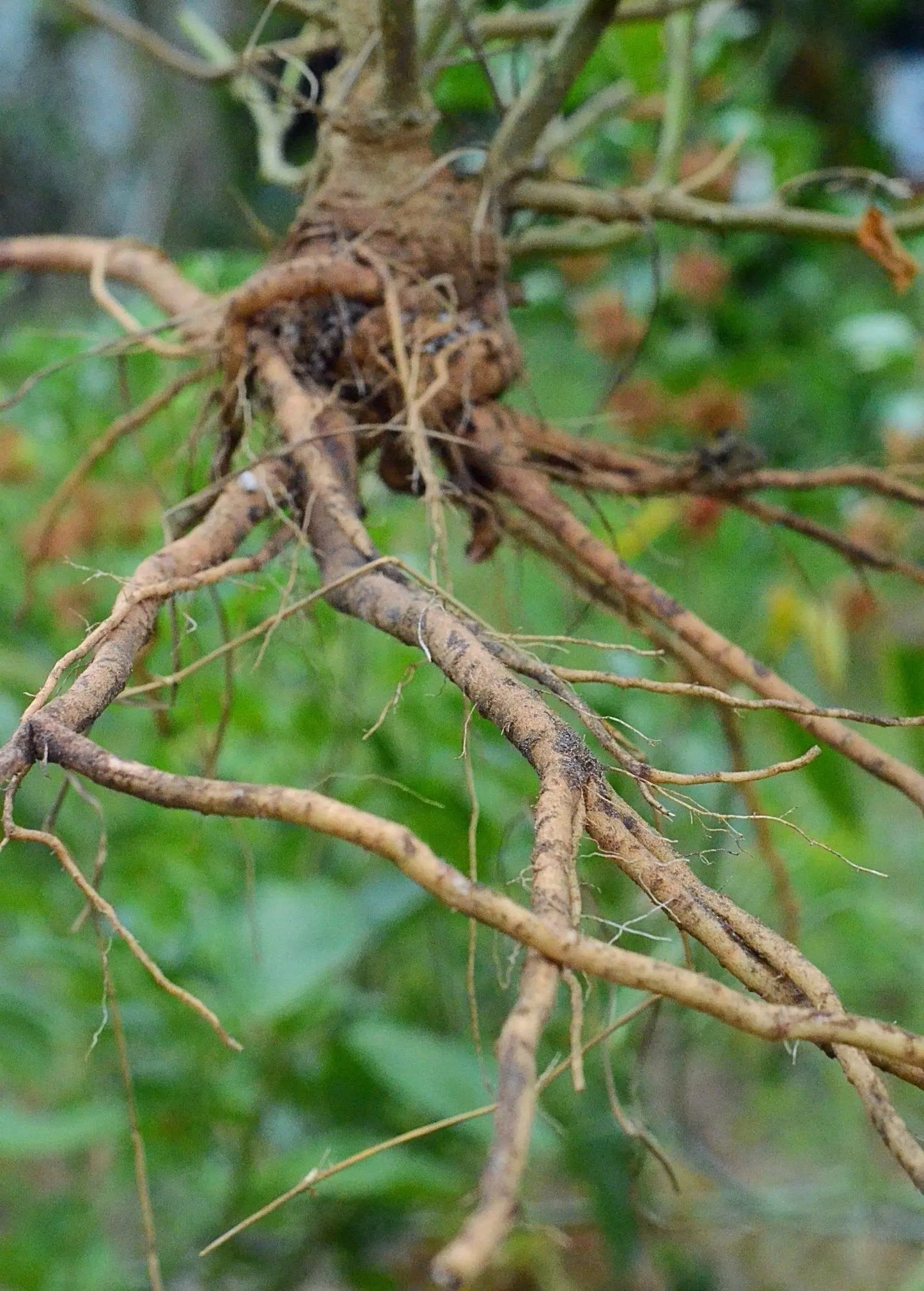 Ashwagandha plant root ball (Withania somnifera) with tangled brown roots, herb from Sow Exotic on Tampa Home & Garden Store