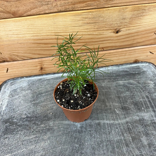 Asparagus Densiflorus Sprengeri Fern houseplant in 2in pot The Plant Farm on Tampa Home & Garden Store