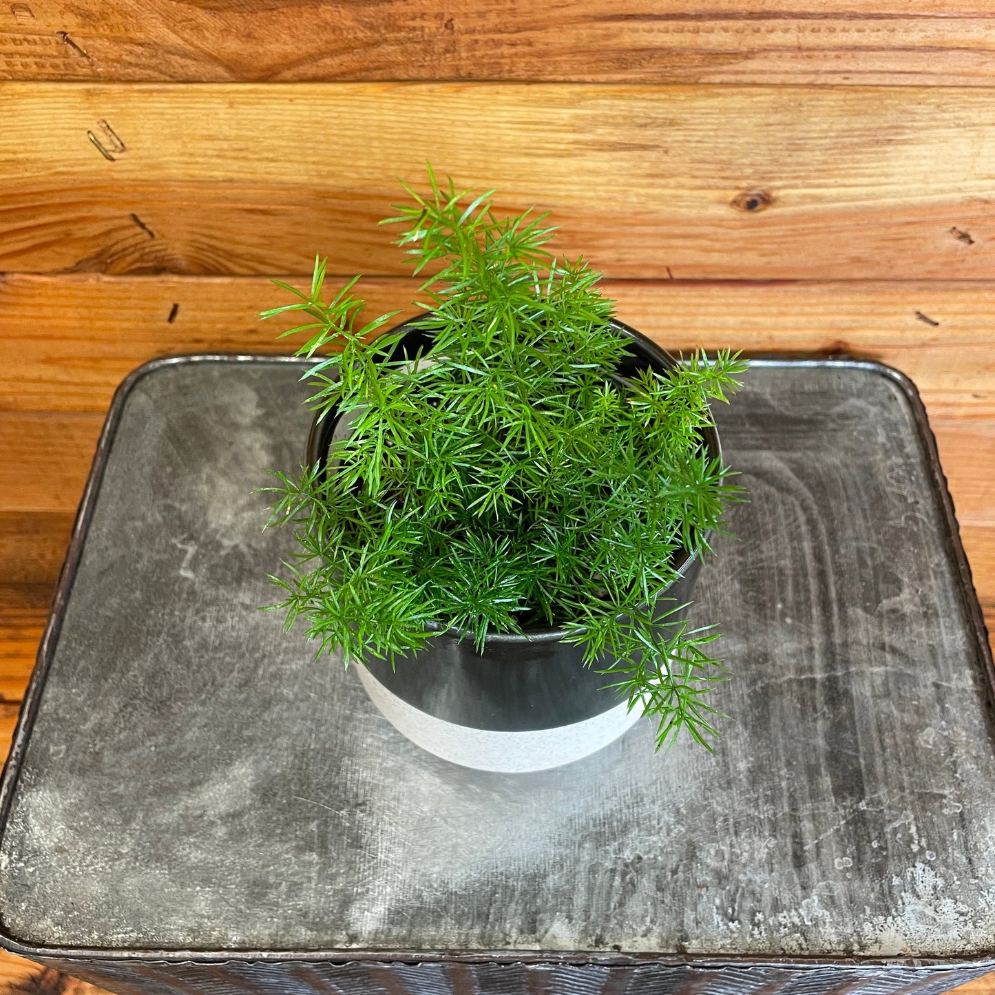 Asparagus Meyeri Foxtail Fern, 4" Plant - Tampa Home & Garden Store