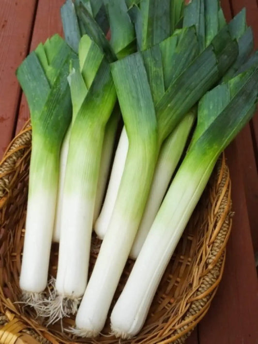 Autumn Giant leek onions; fresh green tops with white stalks in a basket on Tampa Home & Garden Store