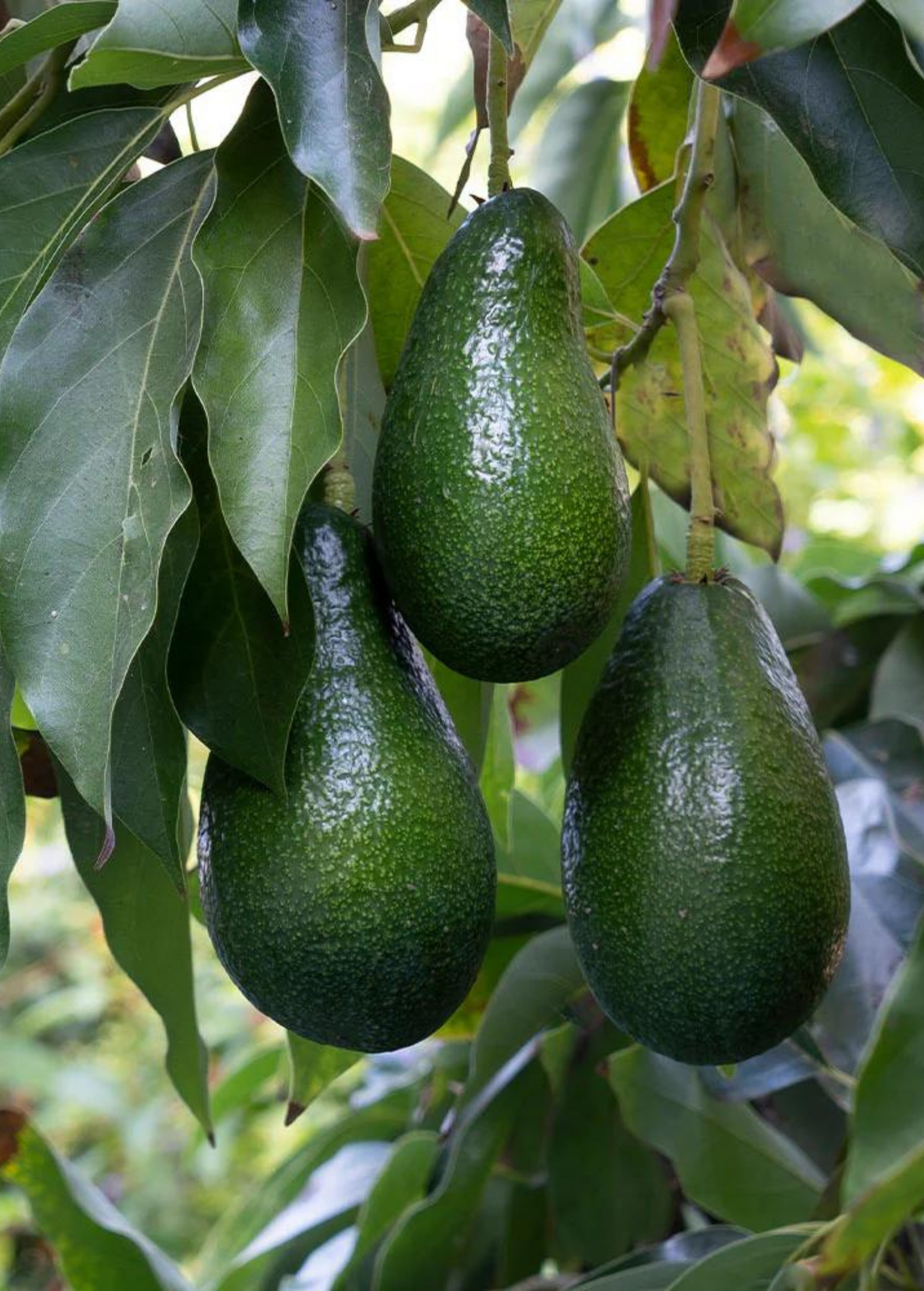 Avocado 'Fantastic' (Persea americana) - Tampa Home & Garden Store
