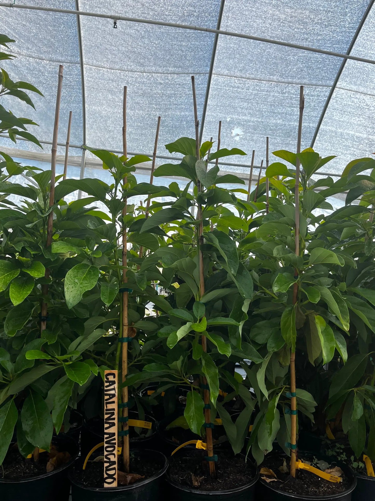 Catalina Avocado Trees in pots, tropical fruit trees with glossy green leaves, Sow Exotic on Tampa Home & Garden Store