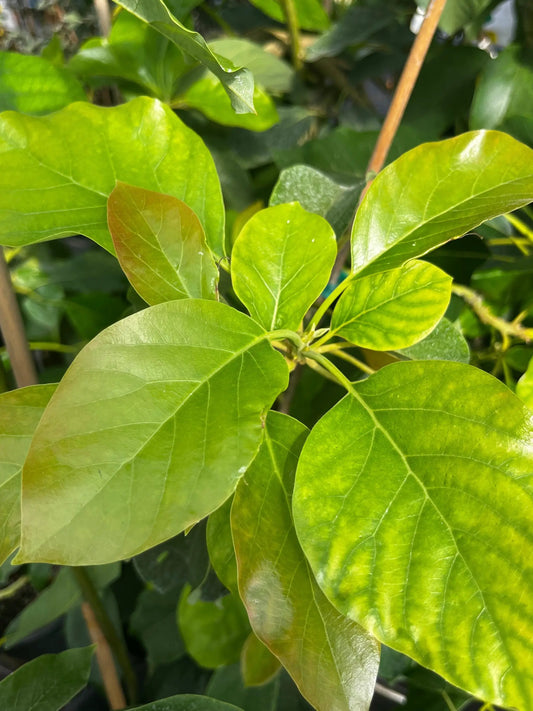 Choquette Avocado Tree self-pollinating with glossy bright green leaves on Tampa Home & Garden Store