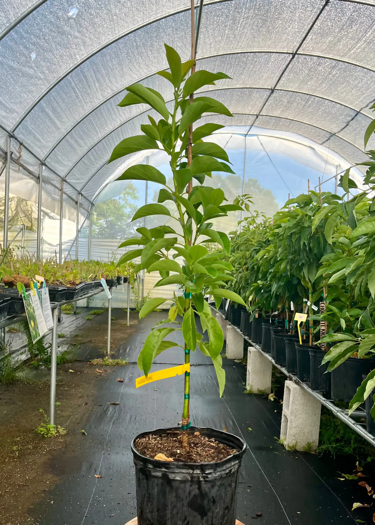 Avocado Tree Donnie early-season Florida favorite, green leaves in black pot on Tampa Home & Garden Store