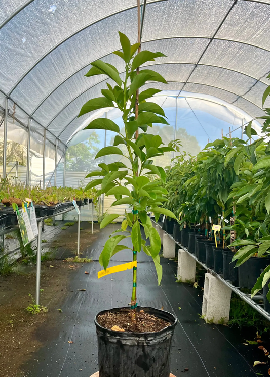 Avocado Tree Donnie early-season Florida favorite, green leaves in black pot on Tampa Home & Garden Store