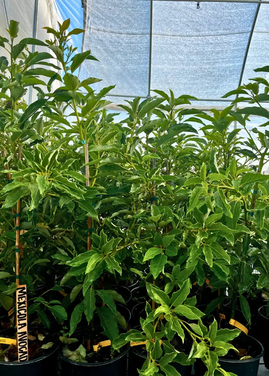 Mexicola Avocado Tree saplings in pots with green leaves cold-hardy Persea americana fruit tree on Tampa Home & Garden Store
