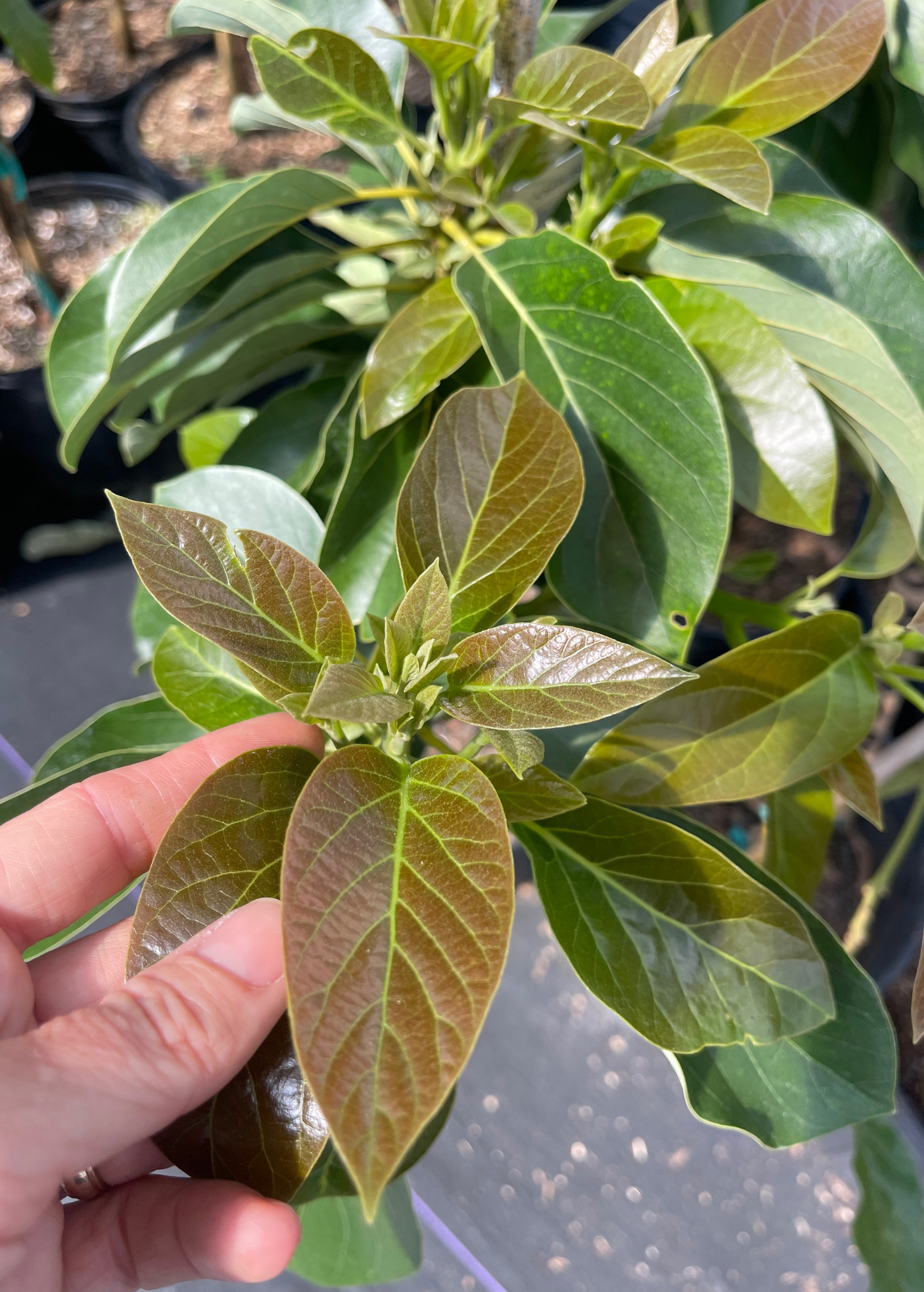 Oro Negro Avocado Tree leaves green with bronze growth, tropical fruit tree Sow Exotic on Tampa Home & Garden Store