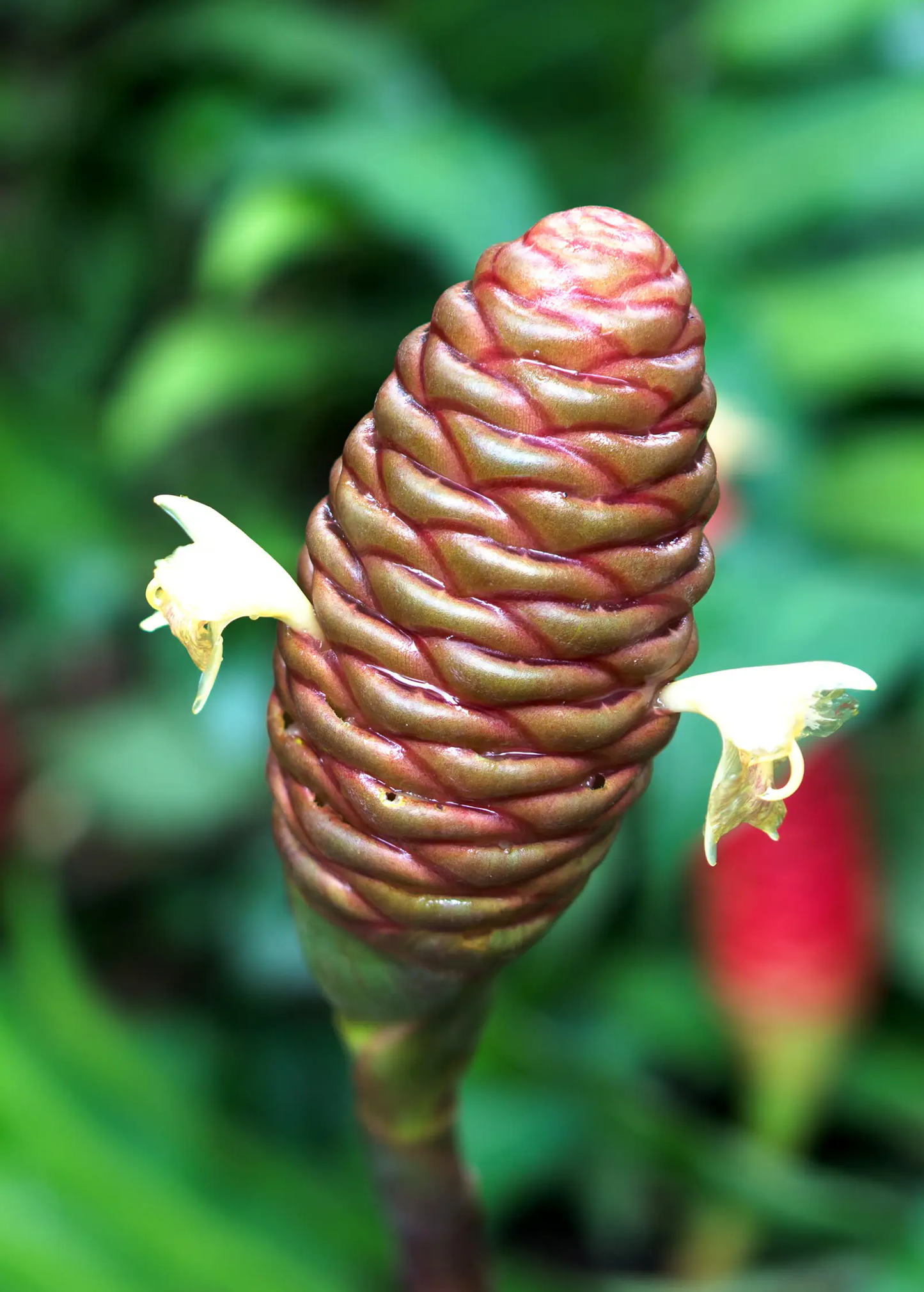 Awapuhi Shampoo Ginger (Zingiber zerumbet) - Tampa Home & Garden Store