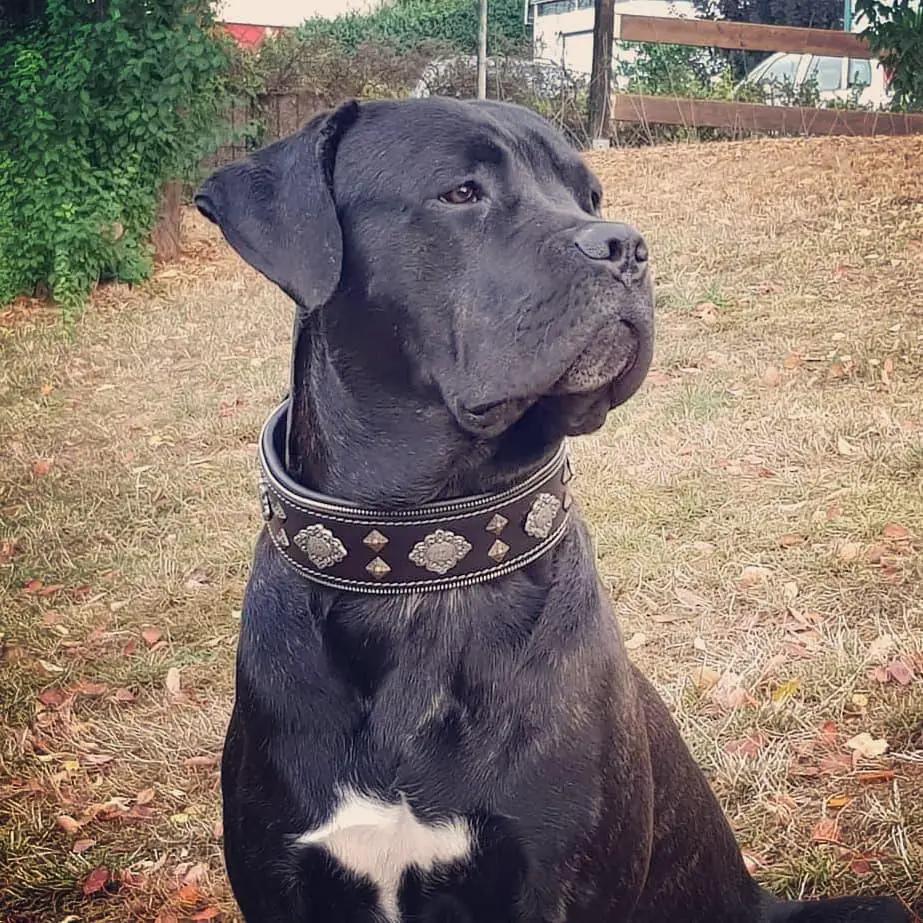 Aztec Studded Black Leather Dog Collar with silver studs, Bestia Collars, leather dog collar on Tampa Home & Garden Store