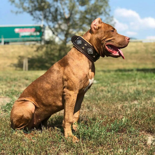 Aztec Brown Studded Leather Dog Collar on a brown dog outdoors on Tampa Home & Garden Store