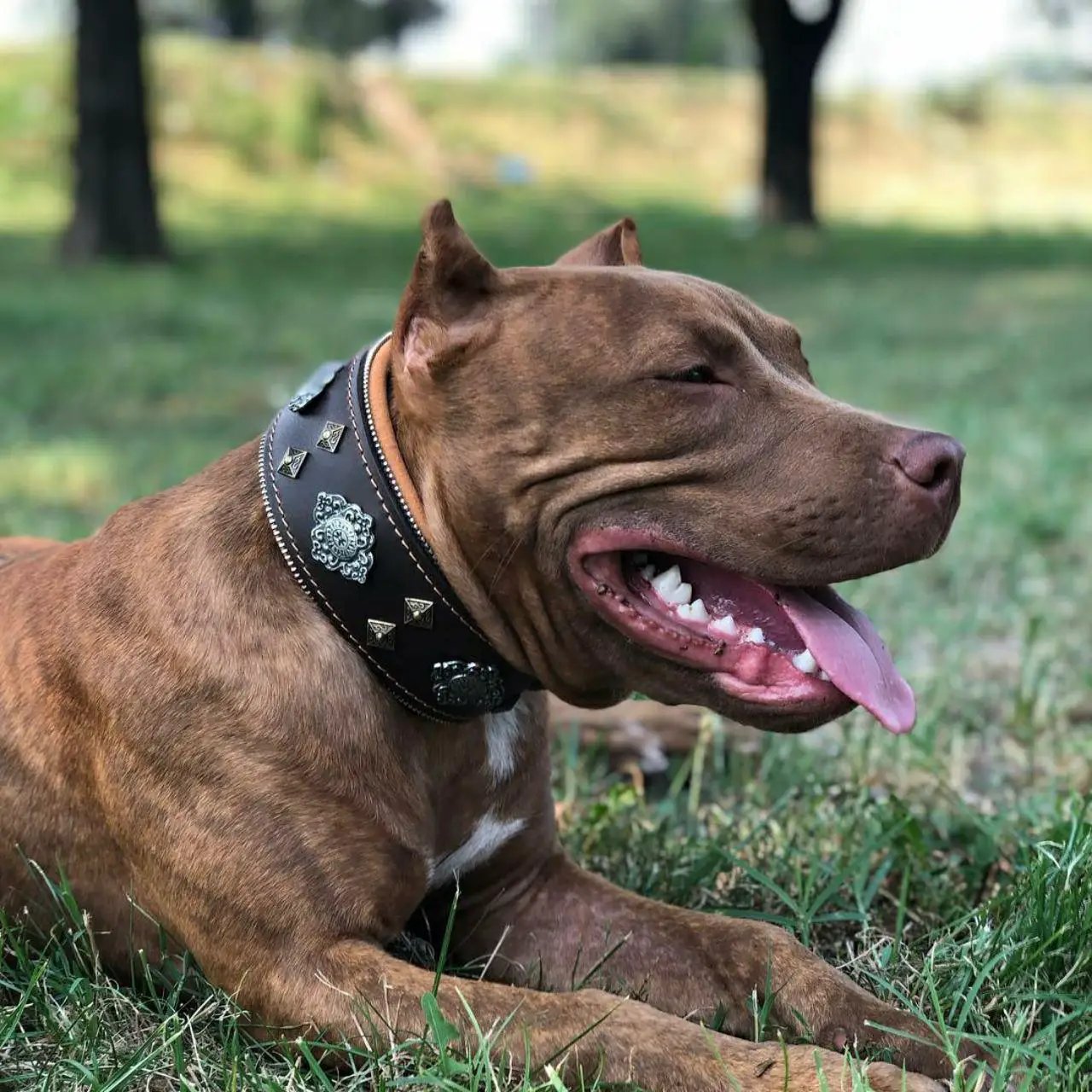 Aztec brown studded leather dog collar with metal studs on Tampa Home & Garden Store