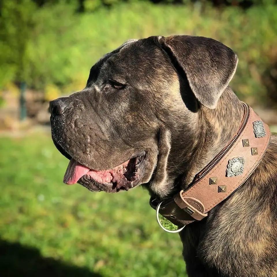 Aztec Grey Studded Leather Dog Collar with metal studs and D-ring by Bestia Dog Gear on Tampa Home & Garden Store