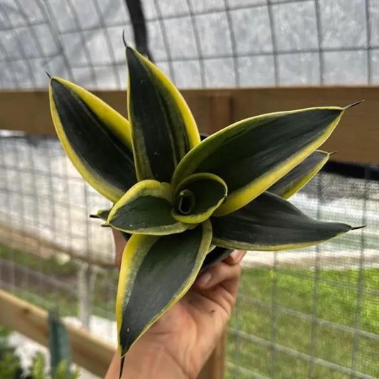 Sansevieria Hahnii Golden Jade snake plant rosette with yellow-edged green leaves, RUNOPLANTS on Tampa Home & Garden Store