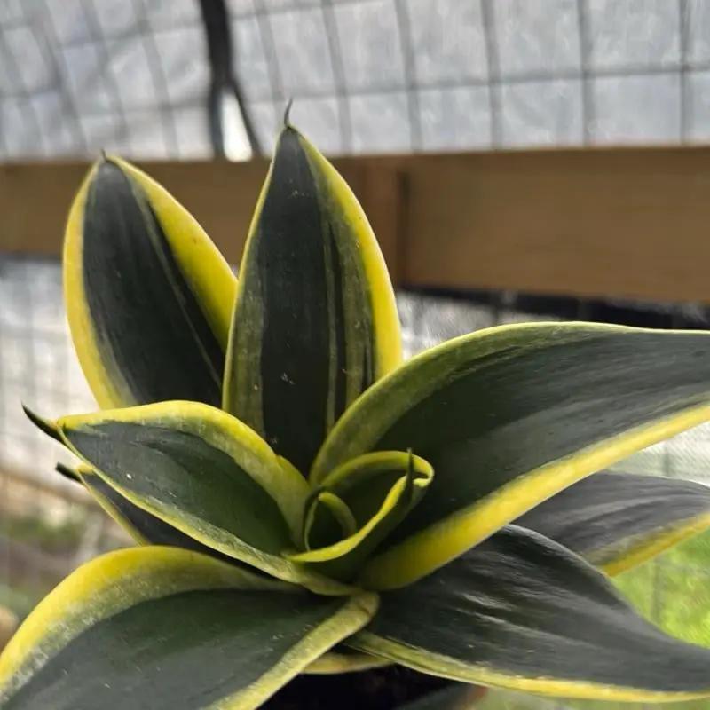 Sansevieria Hahnii 'Golden Jade' - Tampa Home & Garden Store