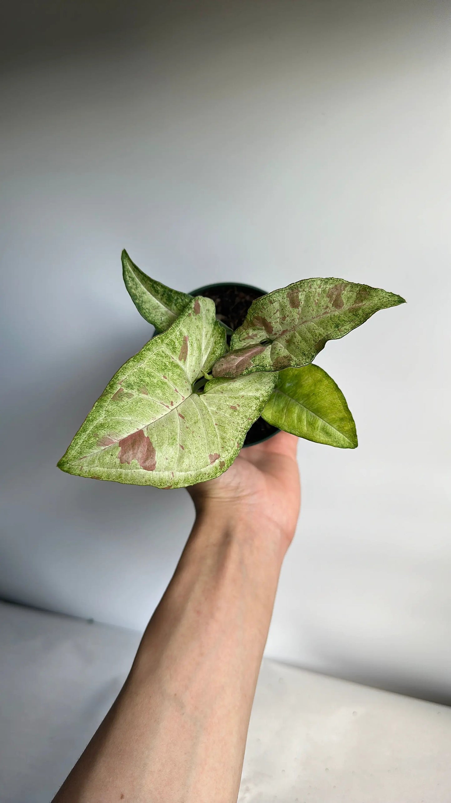 Syngonium Confetti - Tampa Home & Garden Store