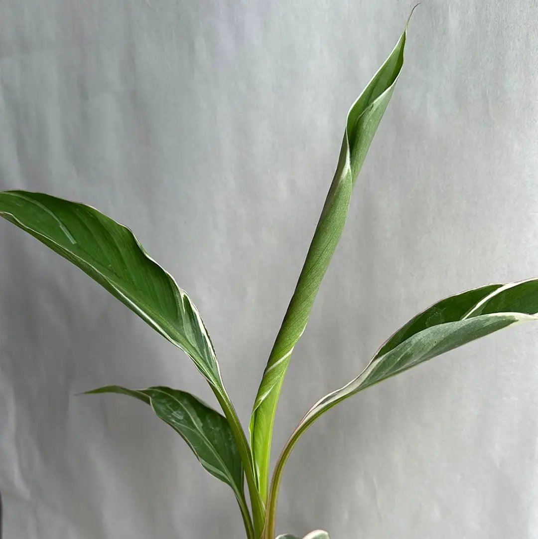 Musa Variegated Banana Nono plant with green leaves RUNOPLANTS potted houseplant on Tampa Home & Garden Store