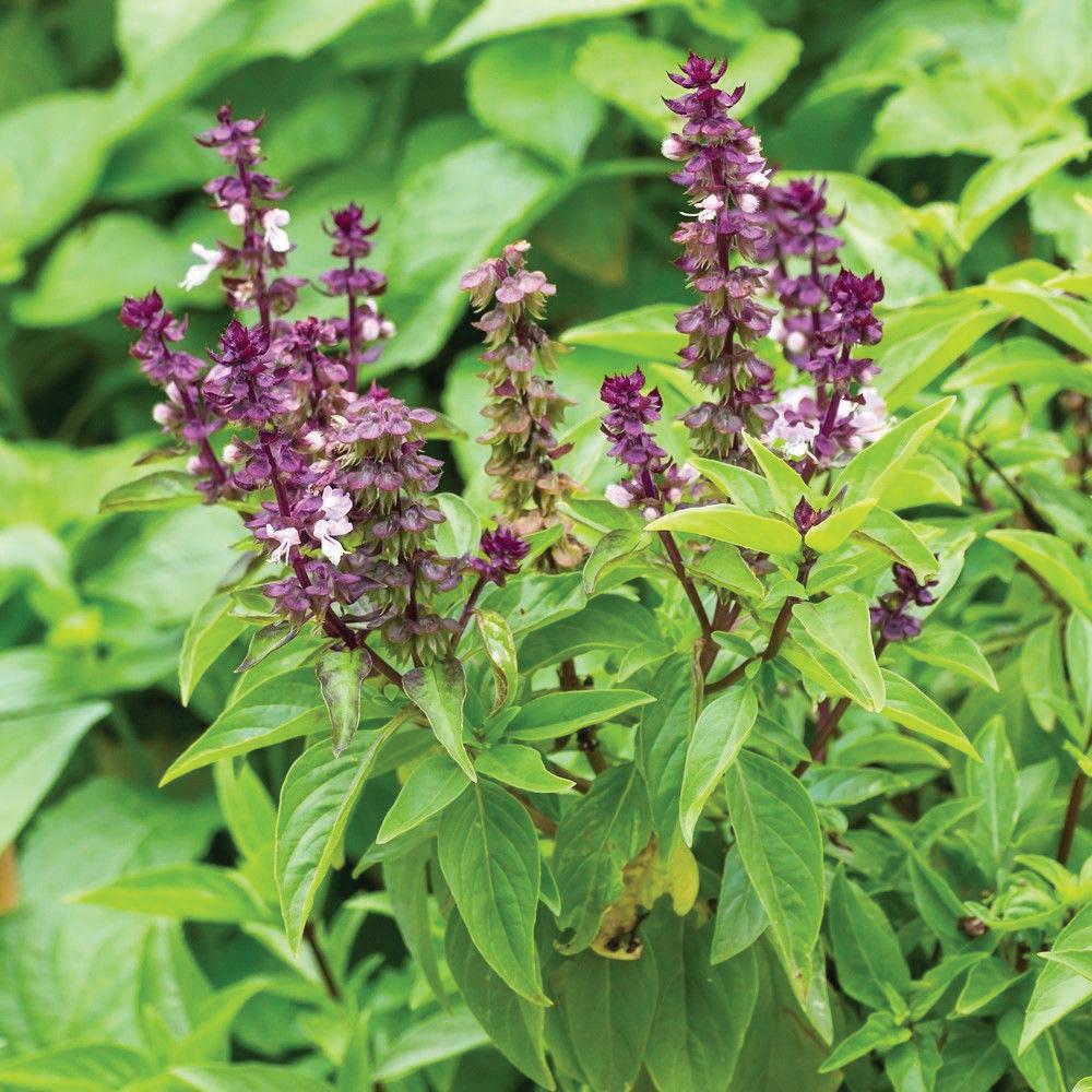 Blue Spice Basil seeds plant with purple flower spikes and green leaves Seedtime Store on Tampa Home & Garden Store