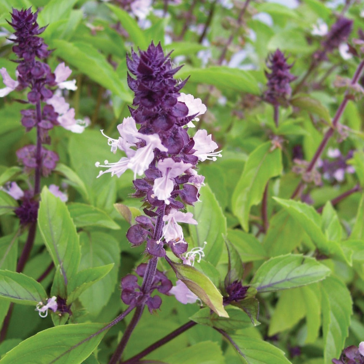 Cinnamon Basil seeds with purple flower spikes and green leaves Seedtime Store on Tampa Home & Garden Store