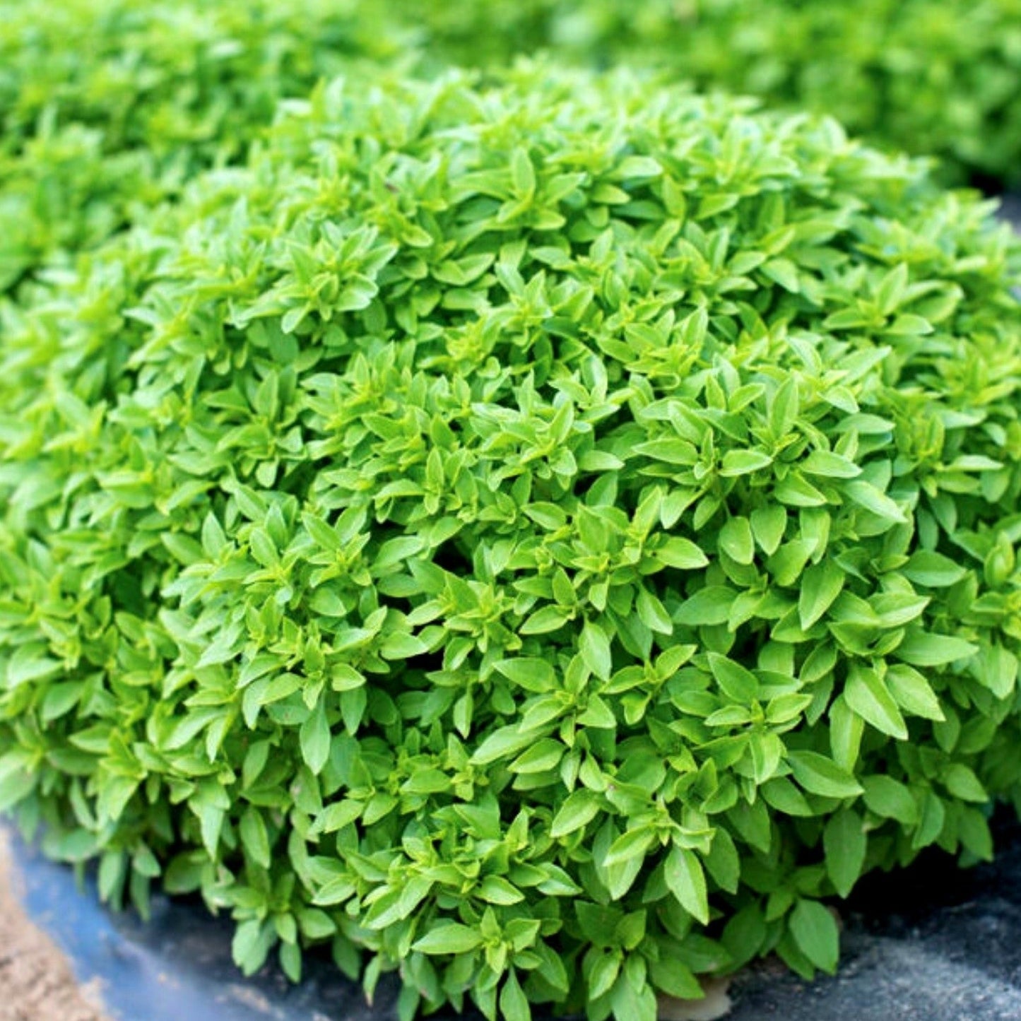 Spicy Globe Basil plant with dense bright green oval leaves on Tampa Home & Garden Store