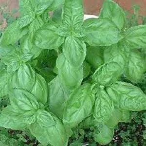 Sweet basil herb plant with lush green leaves ideal for cooking and home gardens 99Heirlooms.com on Tampa Home & Garden Store