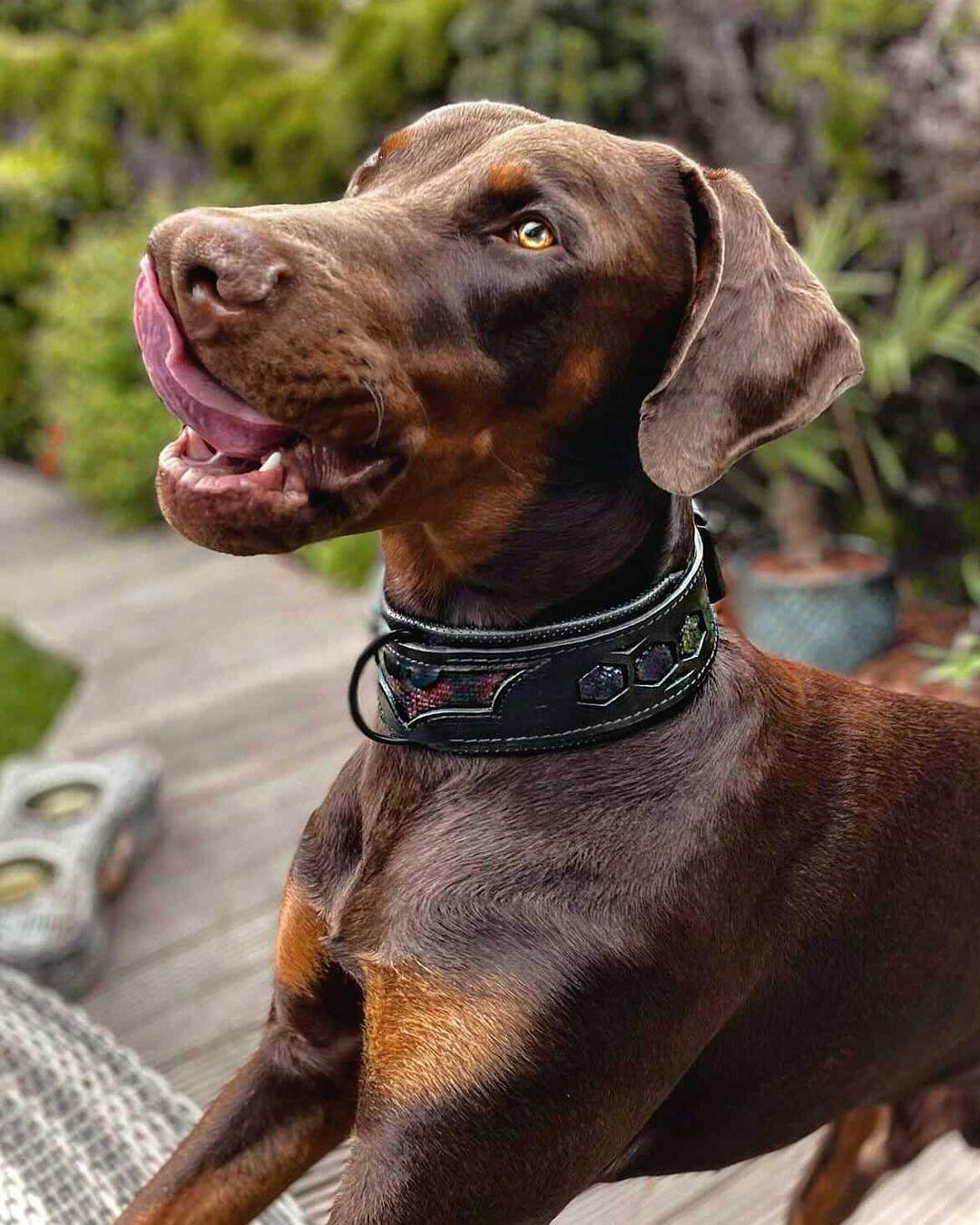 ''BATMAN'' collar - Tampa Home & Garden Store