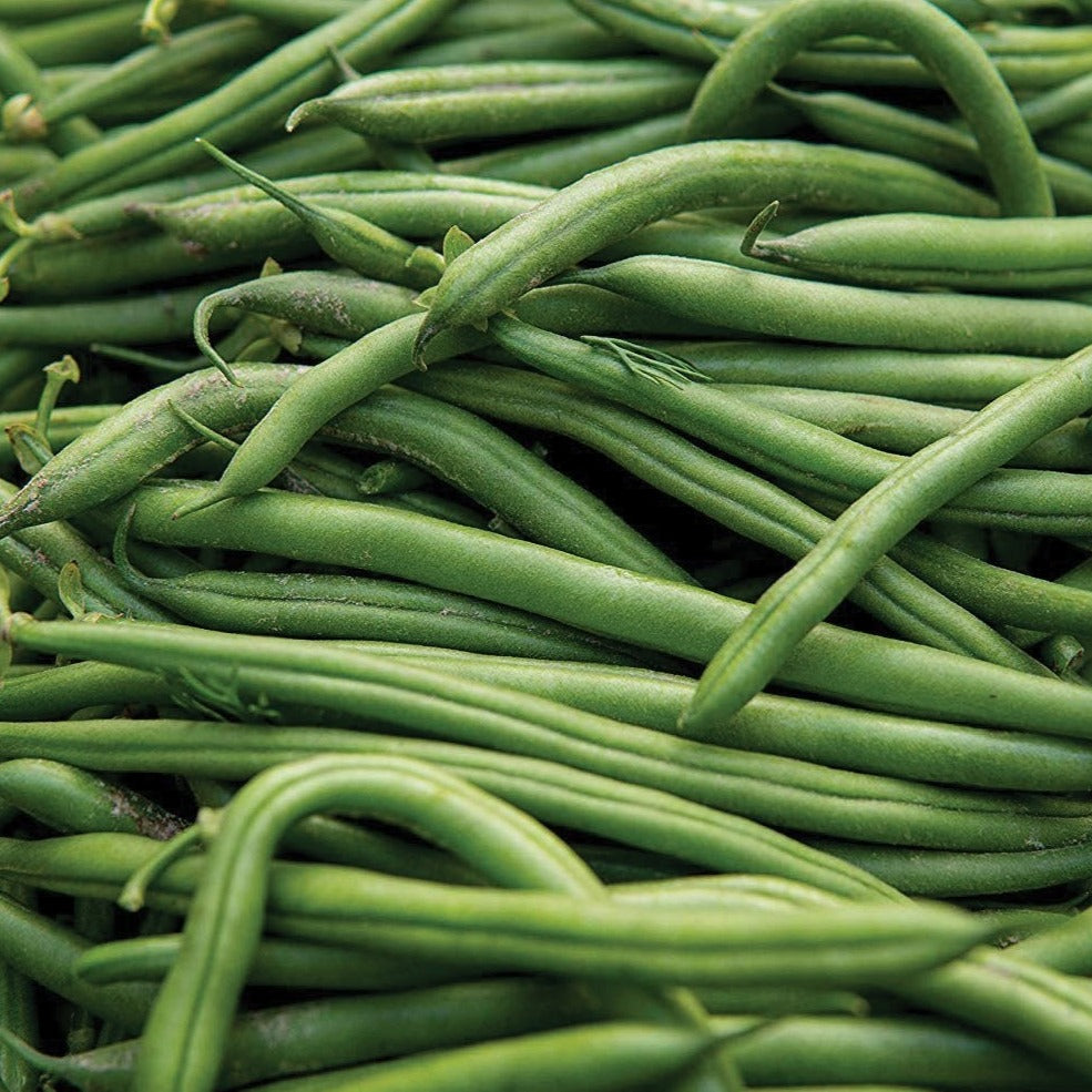 Blue Lake Pole Bean seeds green bean pods, slender and fresh on Tampa Home & Garden Store