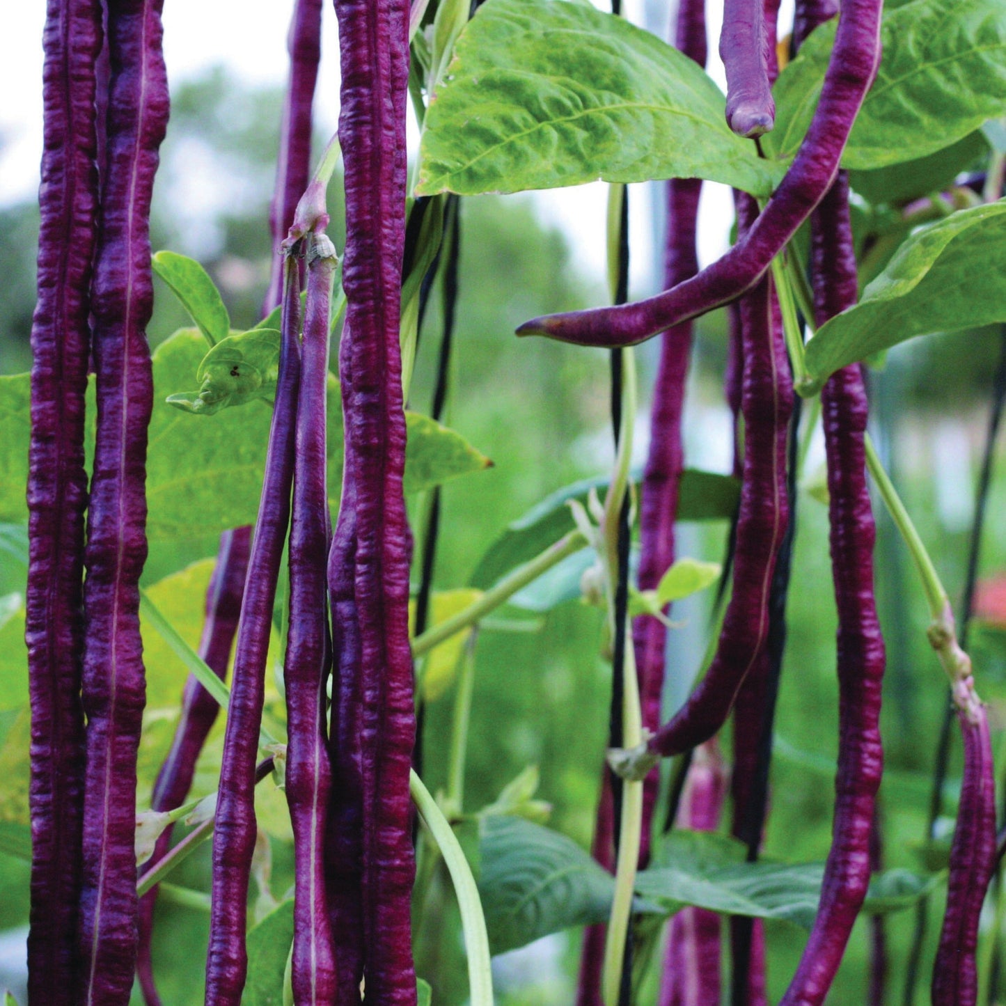 Red Noodle Bean (Pole) purple bean seeds on a climbing vine with green leaves on Tampa Home & Garden Store