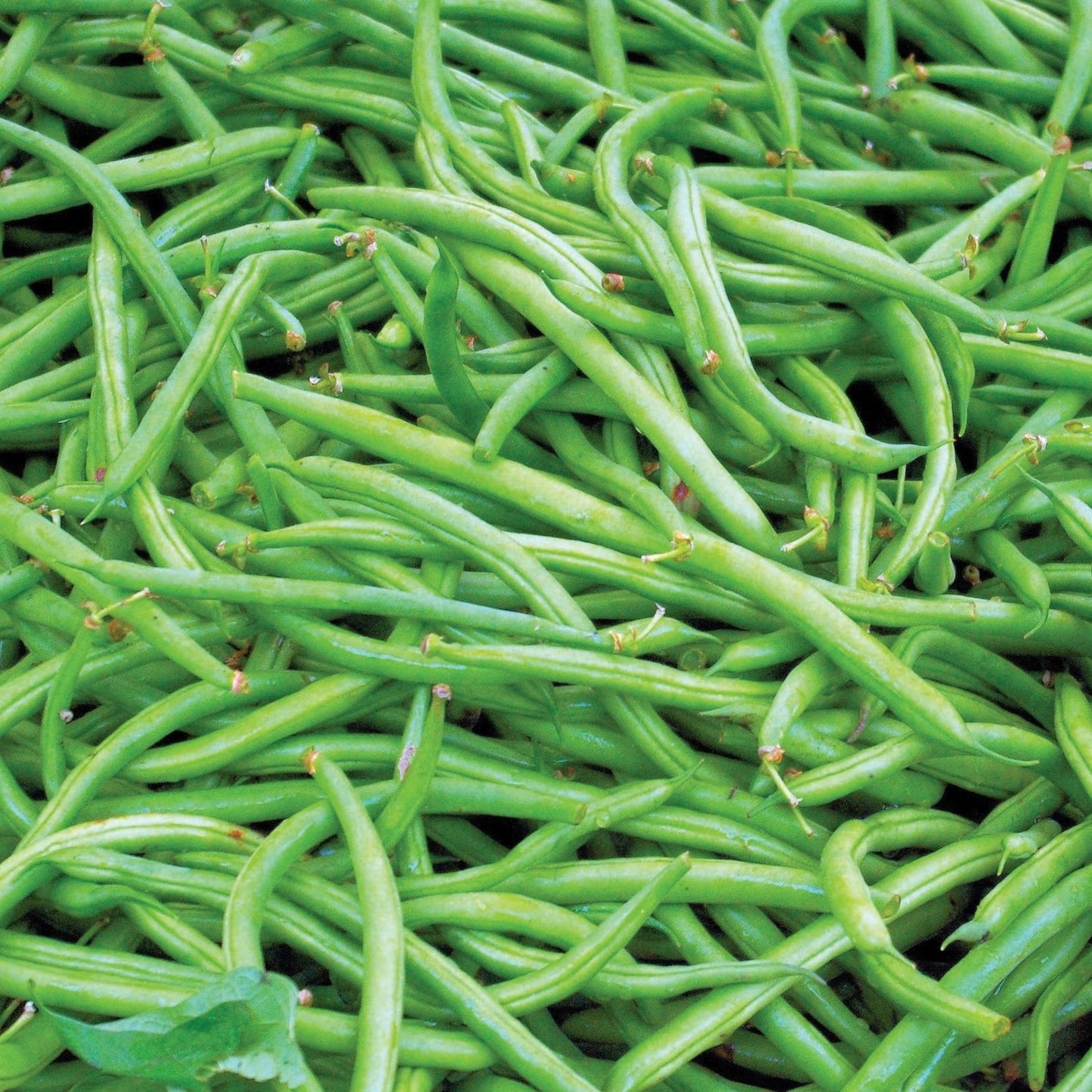 Contender Bush Bean seeds fresh green slender pods Seedtime Store on Tampa Home & Garden Store
