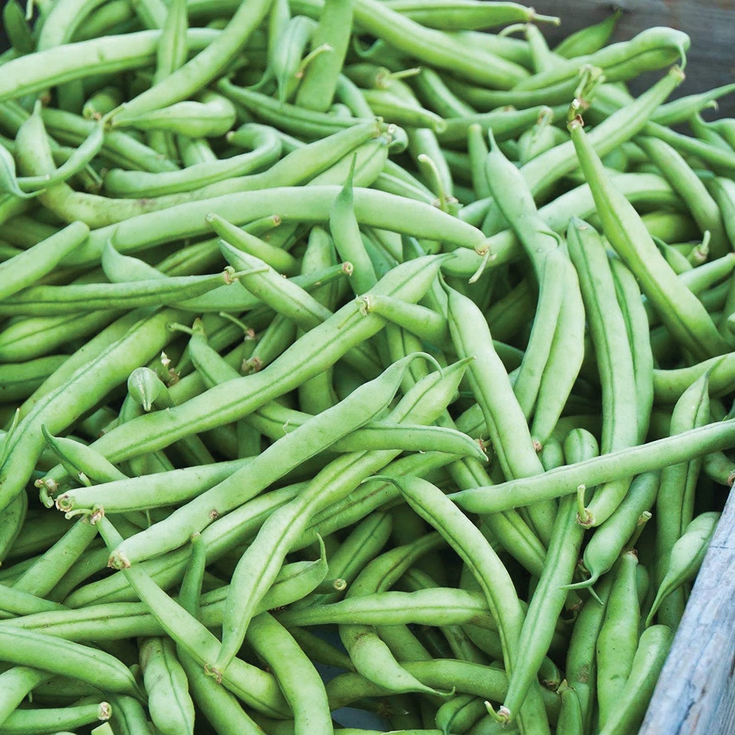 Strike Bean (Bush) green bean seeds in fresh pods Seedtime Store on Tampa Home & Garden Store