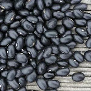 Black Midnight Bush Beans seeds, heirloom bulk black beans on wooden surface on Tampa Home & Garden Store