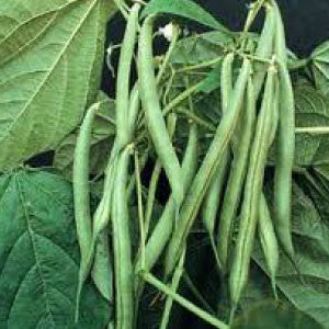 BEAN Seeds, Blue Lake Pole - Tampa Home & Garden Store