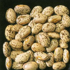 BEAN Seeds, Pinto - Tampa Home & Garden Store