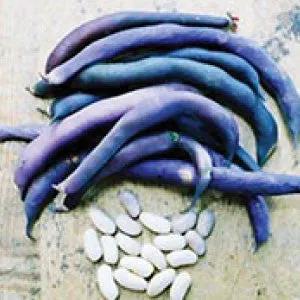 Royalty Purple Bush Bean Seeds, heirloom bulk, purple pods with white seeds on Tampa Home & Garden Store