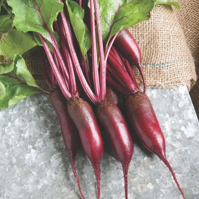 Cylindra beet roots with red-purple skin and purple stems with green leaves on Tampa Home & Garden Store