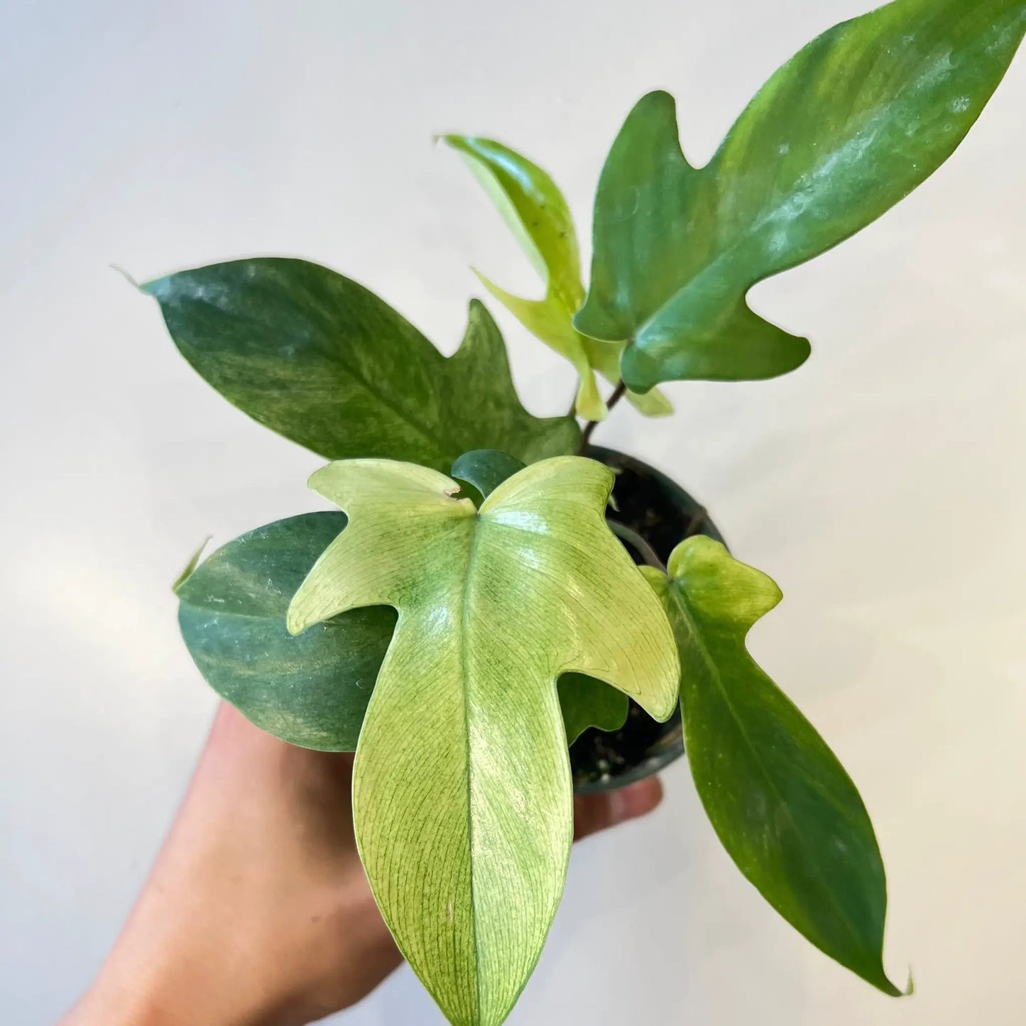 Philodendron Florida Ghost Mint Plant with mint-green glossy leaves in a pot on Tampa Home & Garden Store