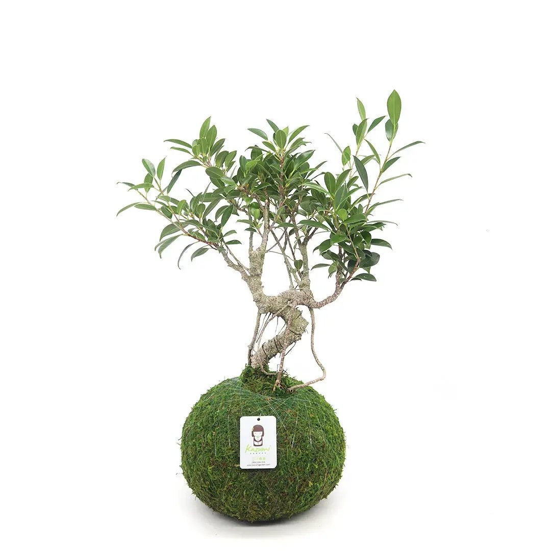 Bonsai Ficus Retusa | Moss Ball Kokedamas - Tampa Home & Garden Store