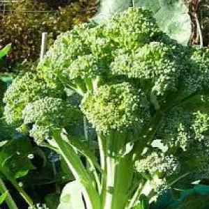 Calabrese broccoli plant with dense green florets and thick stalks, heirloom seeds bulk on Tampa Home & Garden Store