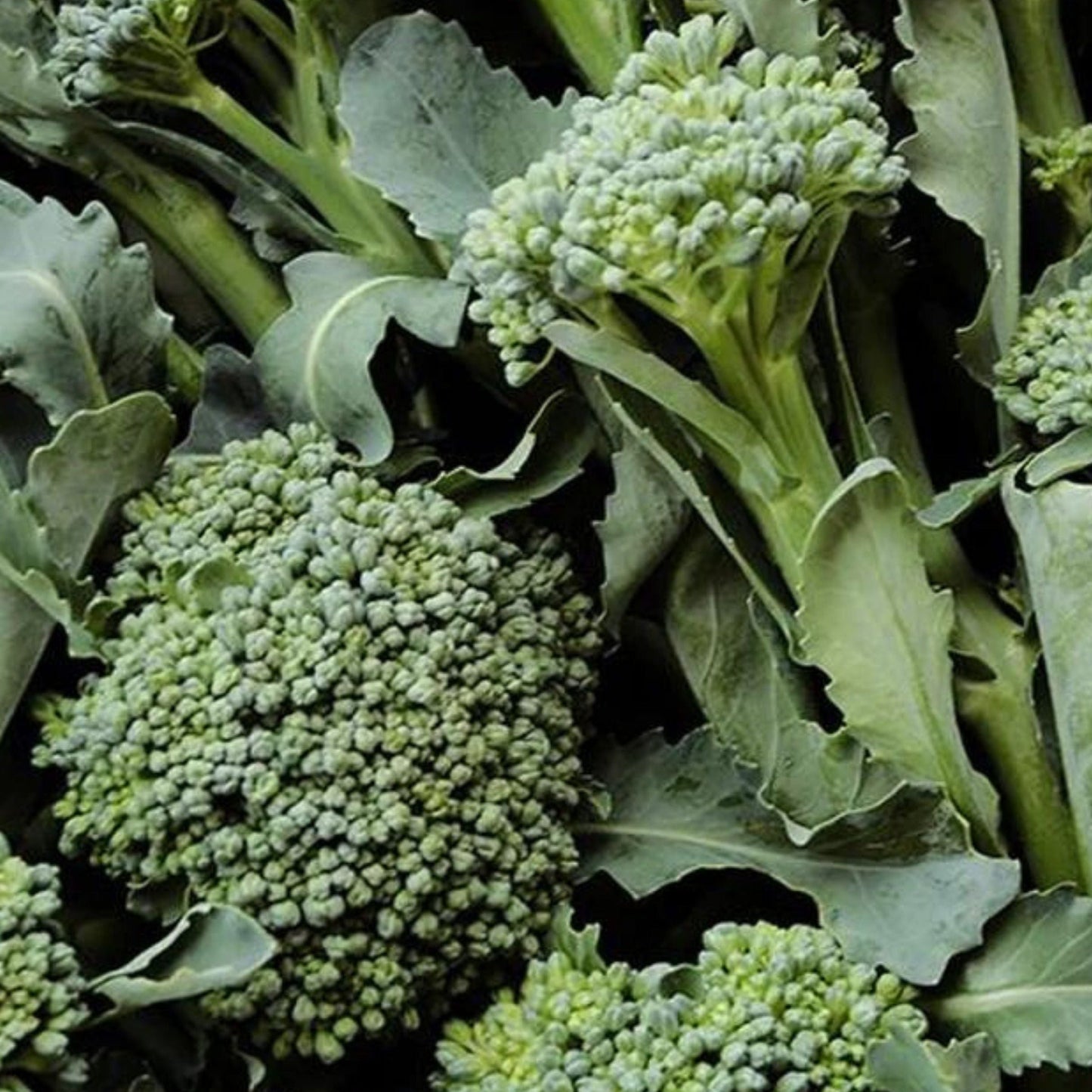 De Cicco broccoli seeds by Seedtime Store, close-up of green broccoli heads on Tampa Home & Garden Store