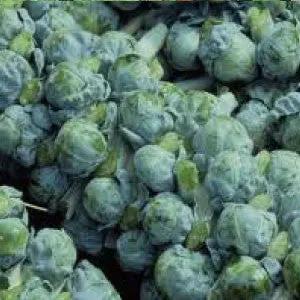 Long Island Brussels Sprouts heads, green heirloom bulk vegetables on Tampa Home & Garden Store