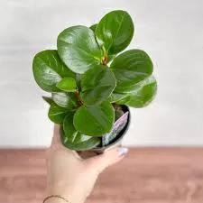 Baby Rubber Plant Peperomia Obustifolia, green leaves in pot Terra Cotta Botanical Boutique on Tampa Home & Garden Store