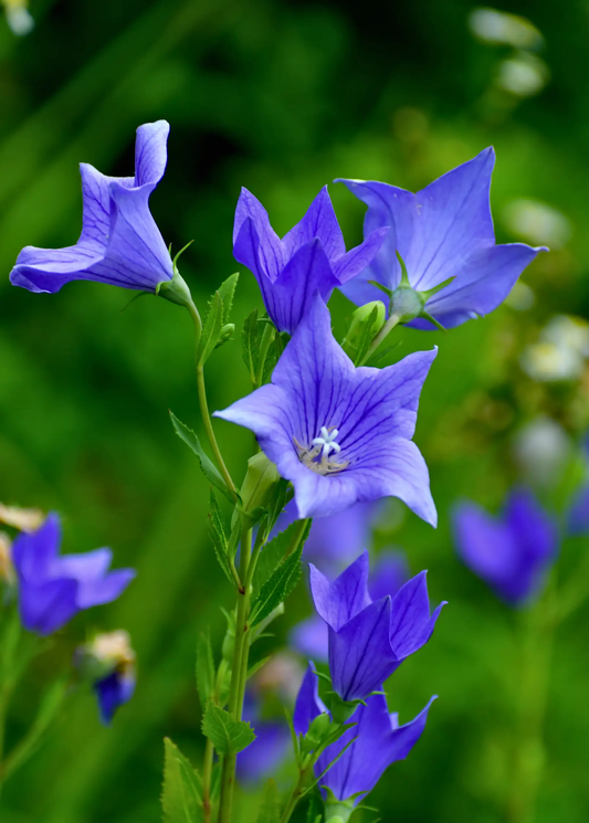 Balloon Flower Plant blue bellflower herb by Sow Exotic on Tampa Home & Garden Store